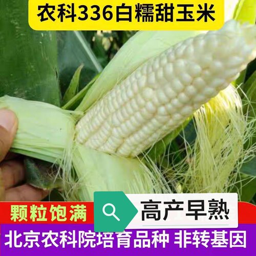 农科糯336甜糯玉米籽30粒3元获多个奖香甜软糯
