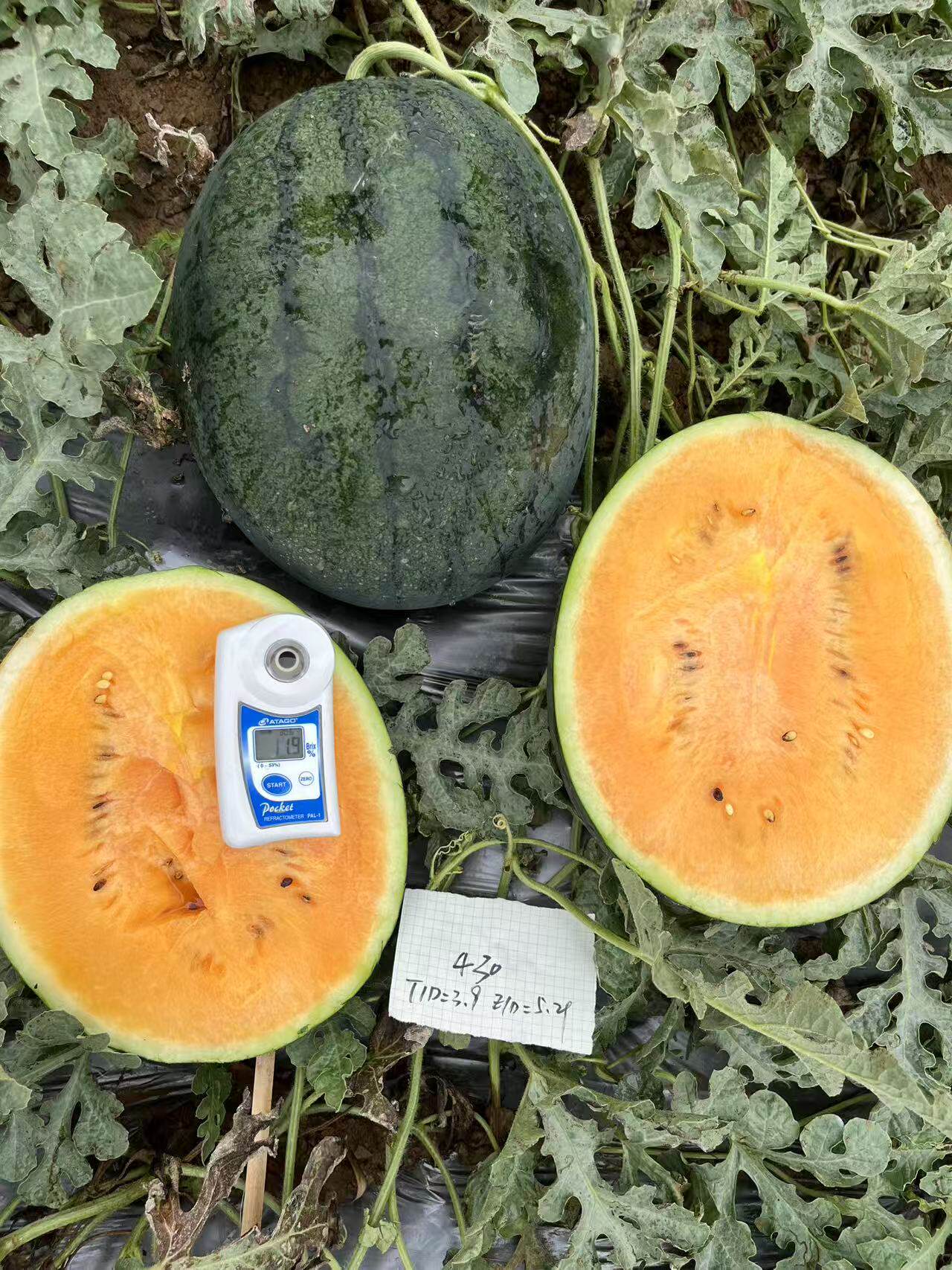 F1  32025橙肉西瓜种子5粒7.5元高圆重3&mdash;5公斤要催芽满28元包邮