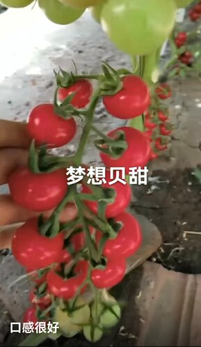 梦想贝甜小番种子5粒4.6元F1抗性好口感佳可串收