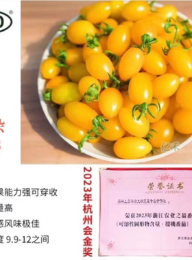 杭杂503樱桃番茄种子4粒4.60元原黄色获奖番茄种子糖度高