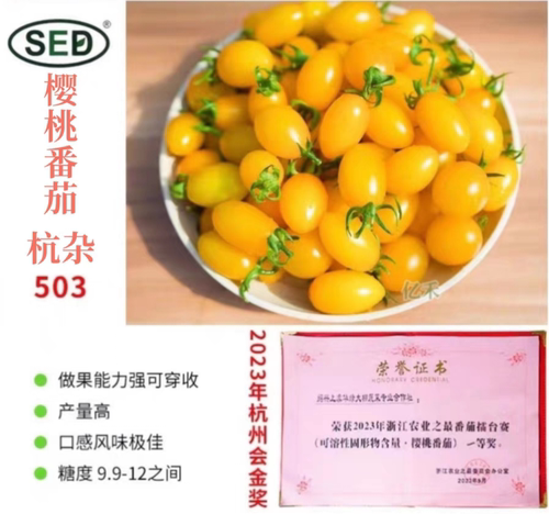 杭杂503樱桃番茄种子4粒4.60元原黄色获奖番茄种子糖度高