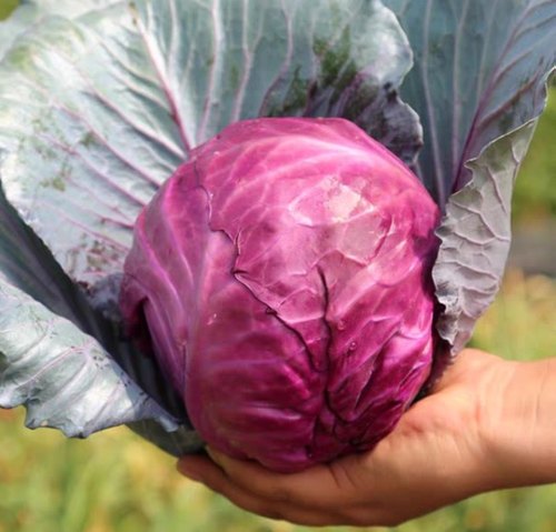 紫水果甘蓝种籽 50粒5.9元 原厂包装紫色卷心菜 满28包邮