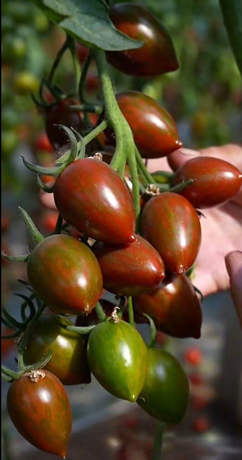 F1紫珑迷彩番茄种子5粒4.5元耐裂高糖满28元包邮