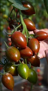 包邮 F1紫珑迷彩番茄种子5粒4.5元 耐裂高糖满28元