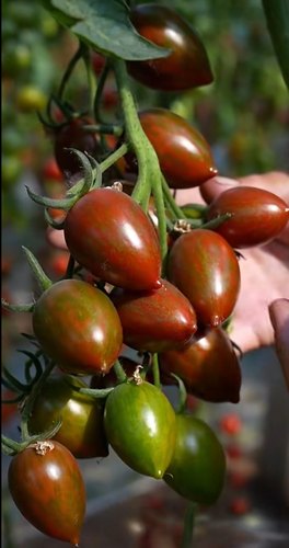 F1紫珑迷彩番茄种子5粒4.5元耐裂高糖满28元包邮