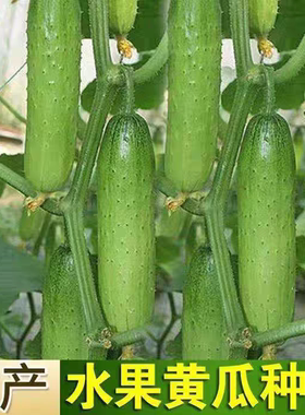 F1万金香剑水果旱黄瓜7粒2.8元满28元包邮