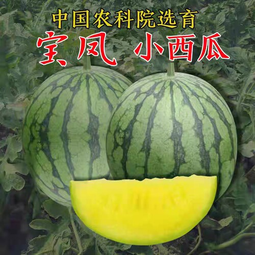 中蔬宝凤杂交一代小西瓜种籽高糖多汁皮薄5粒3元原包分装满28包邮