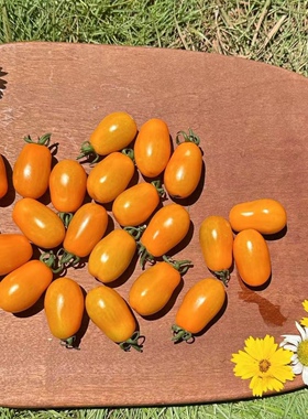 小番茄种子橙色喷泉orange fountain4粒6元满28元包邮