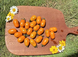 小番茄种子橙色喷泉orange fountain4粒6元满28元包邮