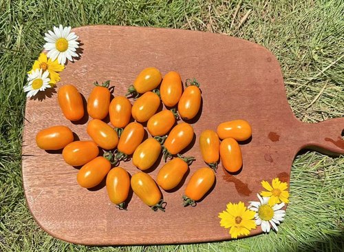 小番茄种子橙色喷泉orange fountain4粒6元满28元包邮