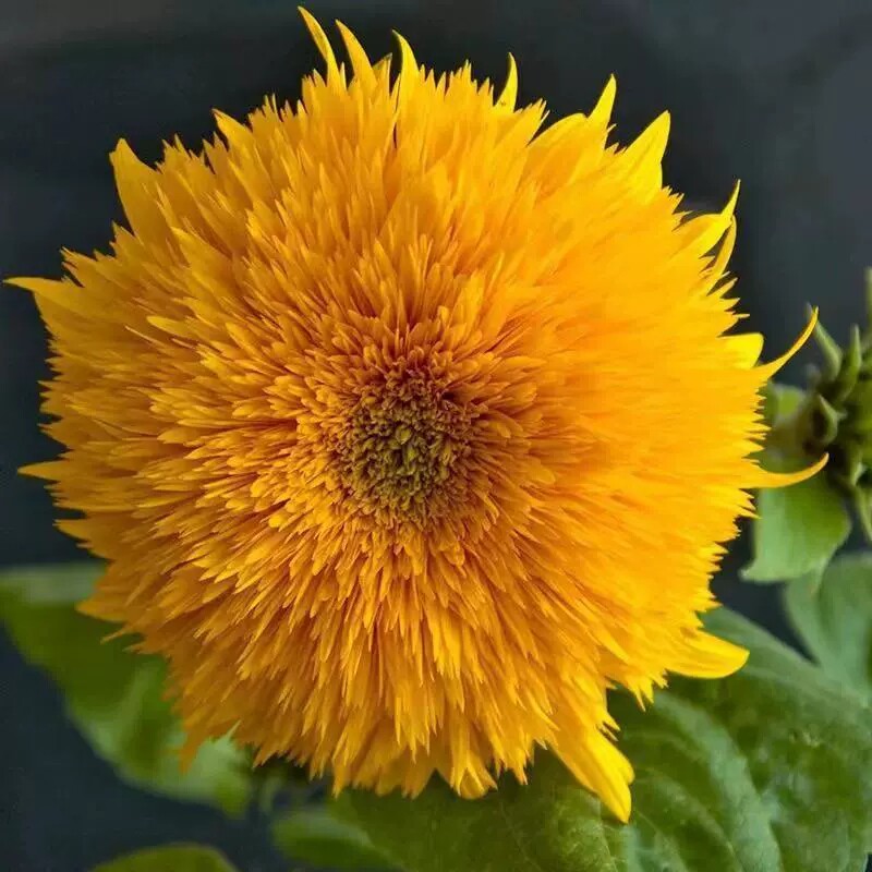 观赏小型玩具熊向日葵种子10粒4元原厂彩包耐旱耐热盆栽庭院花卉