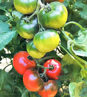 包邮 抗TY京采8号草莓番茄种子5粒4.90元 绿肩浓口感好铁皮柿子28元