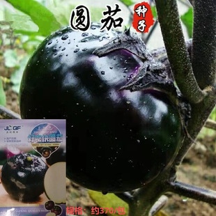 原厂彩包春夏播庭院菜地盆栽 特大紫黑圆茄种子约350粒3.9元