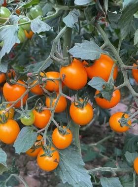 F1柿季辉煌小番茄种子5粒6.6元橙色樱桃番茄满28元包邮