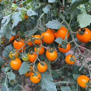 F1柿季 橙色樱桃番茄满28元 包邮 辉煌小番茄种子5粒6元