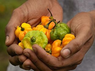 牙买加黄辣椒种子JAMAICAN SCOTCH BONNET  5粒8元满28元包邮