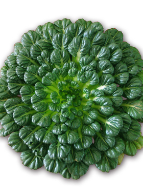 农点赞乌塌菜（小八叶）种子 原厂包装  10克3.9元（28元包邮）