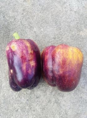 紫色烟雾甜椒种子4粒10.8元满28元包邮