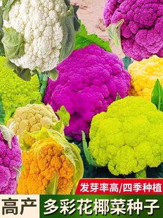 花菜适合冬天种 菜籽 原厂彩包四季 多彩椰菜种子约220粒4.9元