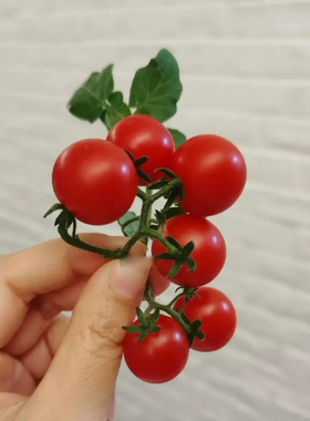 日本坂田杂交矮番茄种子F1 粉鸟Pink Robin 5粒3元  盆栽28元包邮