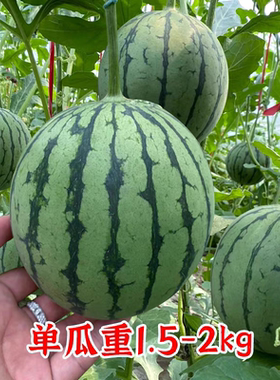 F1丸美一号礼品西瓜种子5粒6元杂交一代满28元包邮
