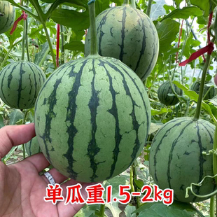 包邮 F1丸美一号礼品西瓜种子5粒6元 杂交一代满28元