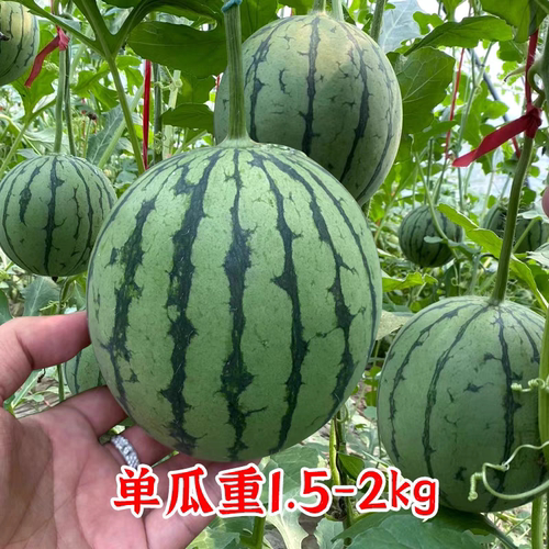 F1丸美一号礼品西瓜种子5粒6元杂交一代满28元包邮