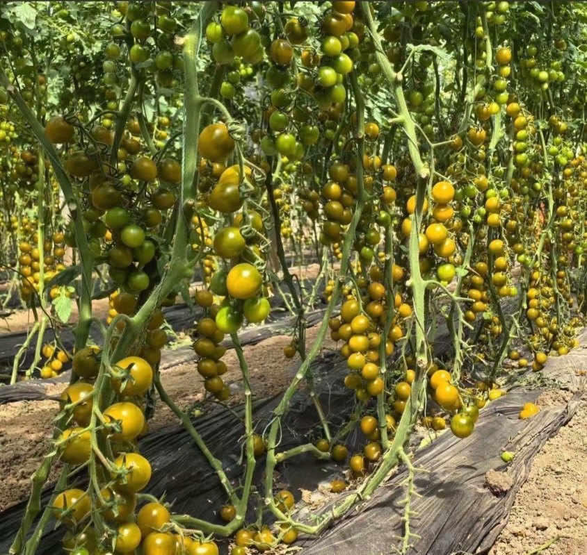 F1抗TY糖芯小番茄种4粒6.8元黄绿色圣女果水果小柿子满28元包邮