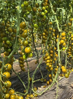 F1抗TY糖芯小番茄种4粒6.8元黄绿色圣女果水果小柿子满28元包邮