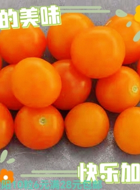 番茄金太阳 SUNGOLD SELECT II F2 10粒6元（28元包邮）