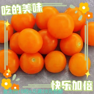 II F2 SELECT 10粒6元 28元 番茄金太阳 包邮 SUNGOLD