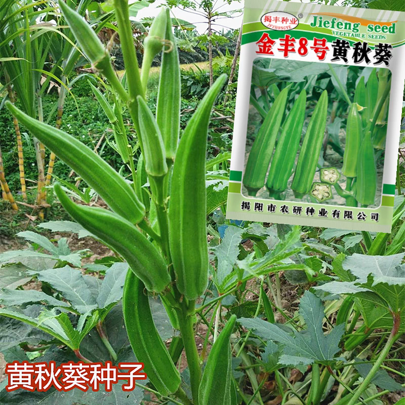 揭阳农研金丰8号黄秋葵绿秋葵种子50粒4.9元原包盆栽营养蔬菜,农用物资,蔬菜种子/种苗,淘宝优惠券,粉丝福利购,淘宝优惠卷