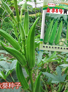 揭阳农研金丰8号黄秋葵绿秋葵种子50粒4.9元原包盆栽营养蔬菜
