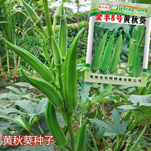 揭阳农研金丰8号黄秋葵绿秋葵种子50粒4.9元原包盆栽营养蔬菜