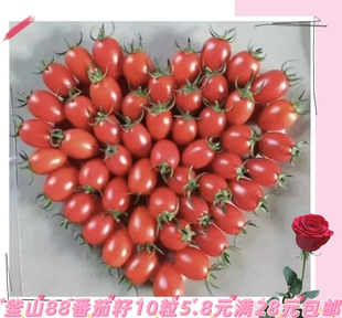 高甜杂交番茄釜山88 5粒4.90元原包分装28包邮