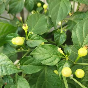 包邮 白色查拉皮塔Charapitas 满28元 辣椒种子5粒7.8元 白鱼眼