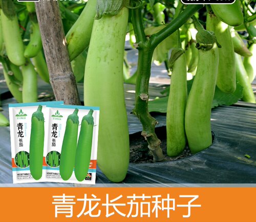 绿长茄种子约100粒3.9元原包青龙长茄满28元包邮