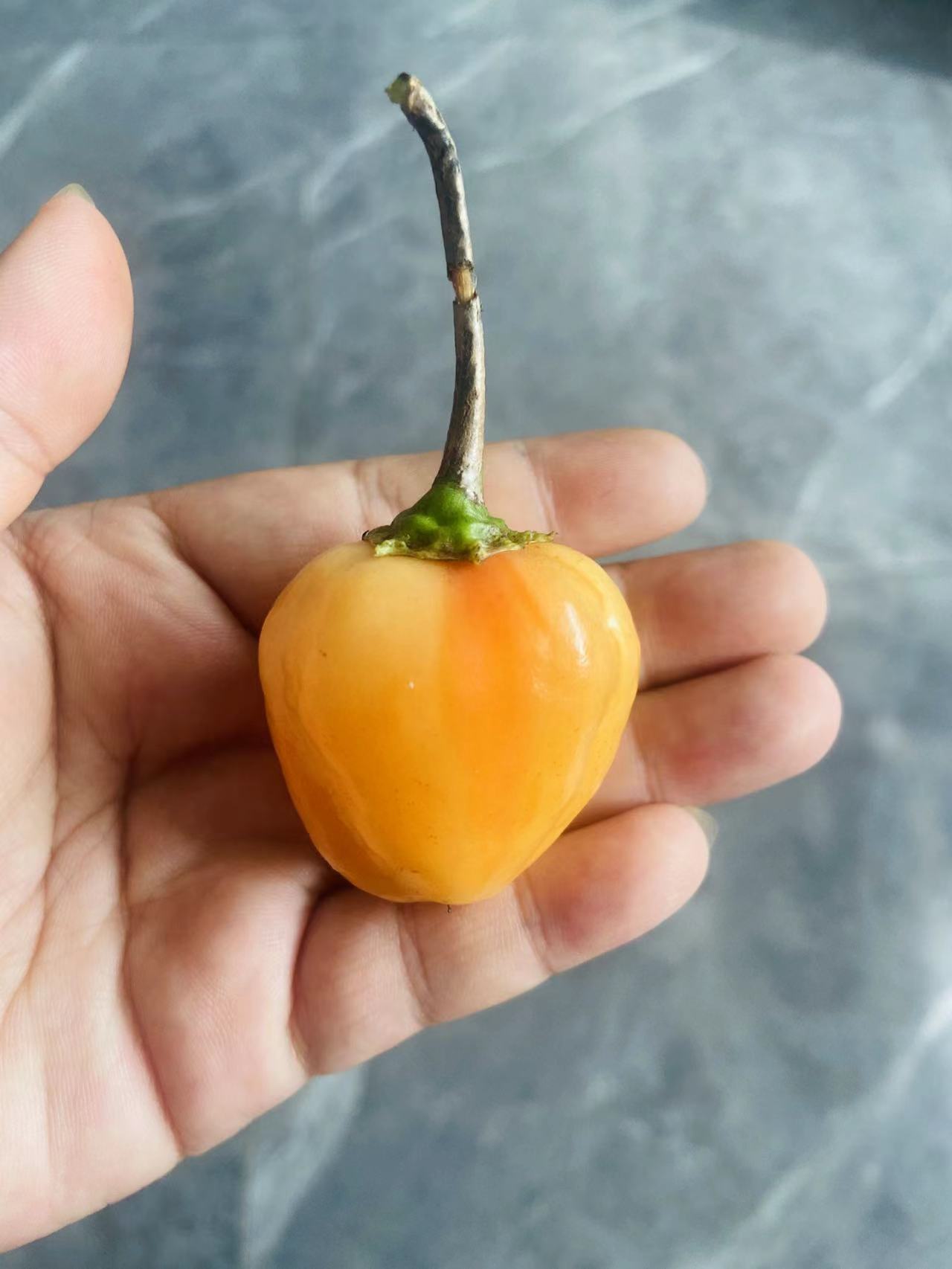 蜜桃条纹锦PG辣椒种子4粒9.8元满28元包邮