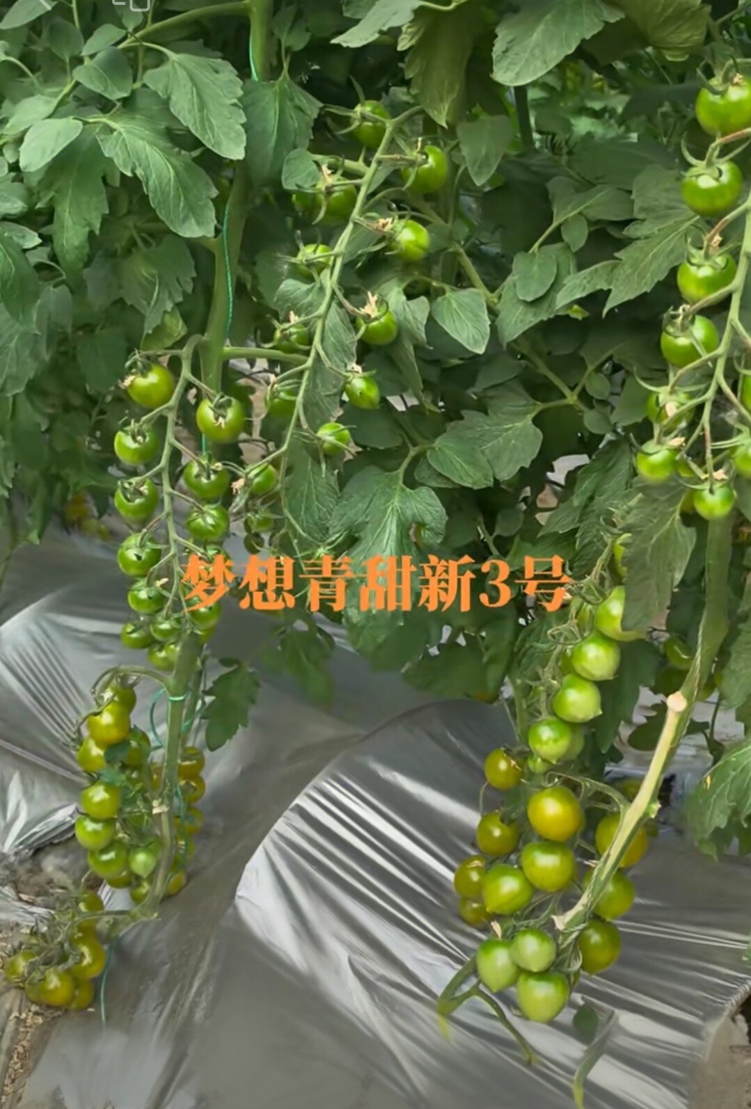 F1  抗TY梦想青甜新三号小番茄种子5粒8.5元满28元包邮