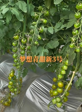 F1  抗TY梦想青甜新三号小番茄种子5粒8.5元满28元包邮