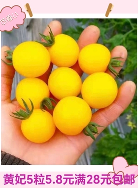 抗TY黄妃小番茄种子F1 正品杂交一代5粒4.90元抗性好28元包邮