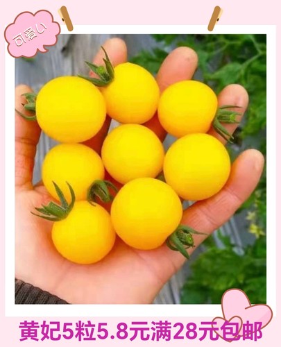 抗TY黄妃小番茄种子F1 正品杂交一代5粒4.90元抗性好28元包邮
