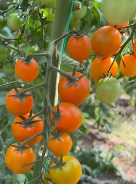 黄色恋情小番茄种子6粒5元口感好满28元包邮