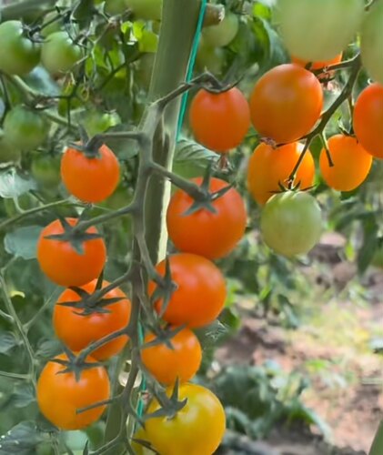 黄色恋情小番茄种子6粒5元口感好满28元包邮