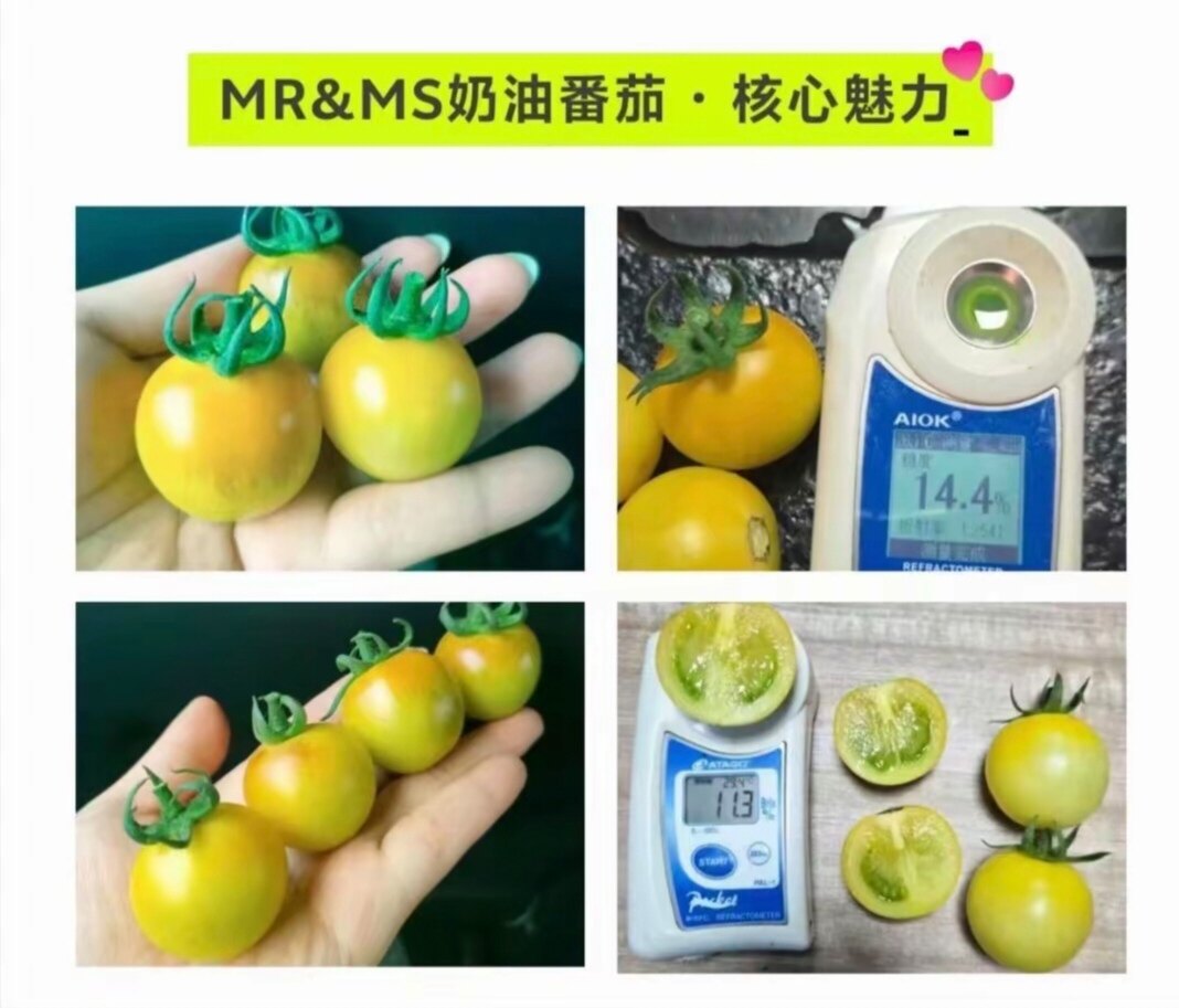 抗TY慕容奶油草莓番茄种子3粒8.8元乳白色带浅黄晕满28元包邮