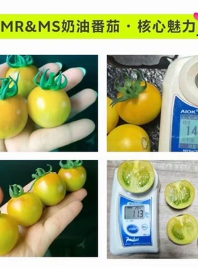 抗TY慕容奶油草莓番茄种子3粒8.8元乳白色带浅黄晕满28元包邮