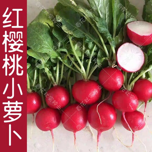 揭阳农研红樱桃水萝卜  原厂包装5克5元（28元包邮）