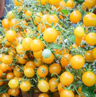 母猪！多花型小番茄种子千花4粒6元满28元包邮