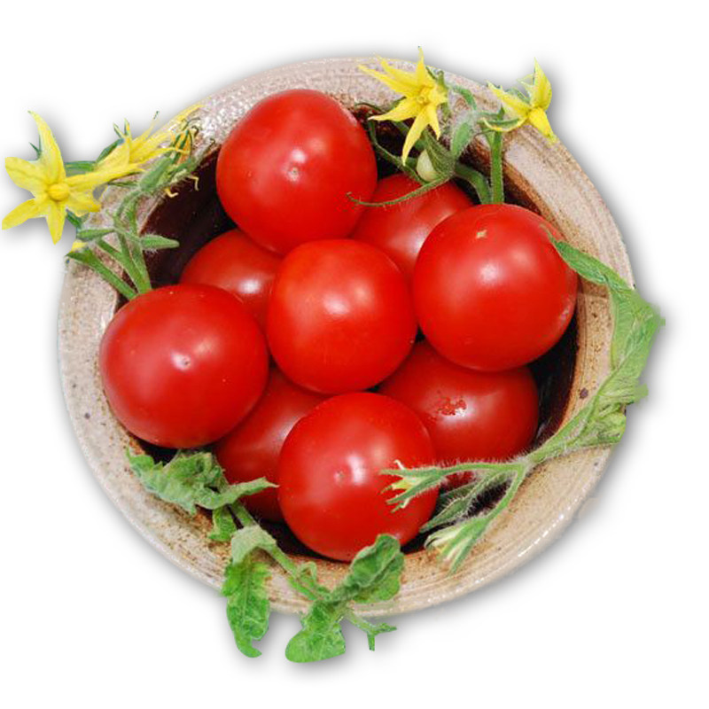 传家宝番茄马特柴瑞野樱桃matts wild   10粒3元 野生番茄抗性好