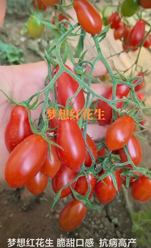 F1 抗TY梦想红花生小番茄种子5粒5.6元满28元包邮